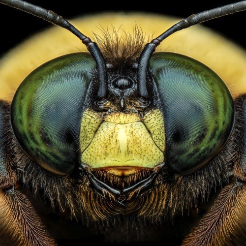 Bee Taken [FICTOID]