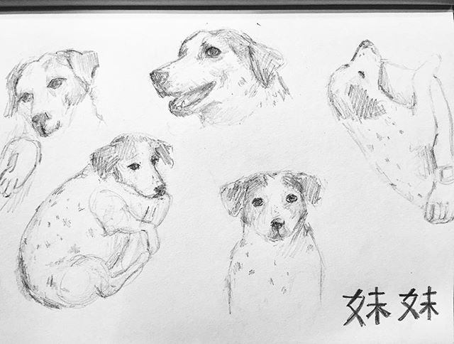 #31daysofdrawing
#day2
#drawing #sketch #dog #iszaf #challenge #mydog #meimei #shenzhen #art #artist #instasketch #drawingoftheday