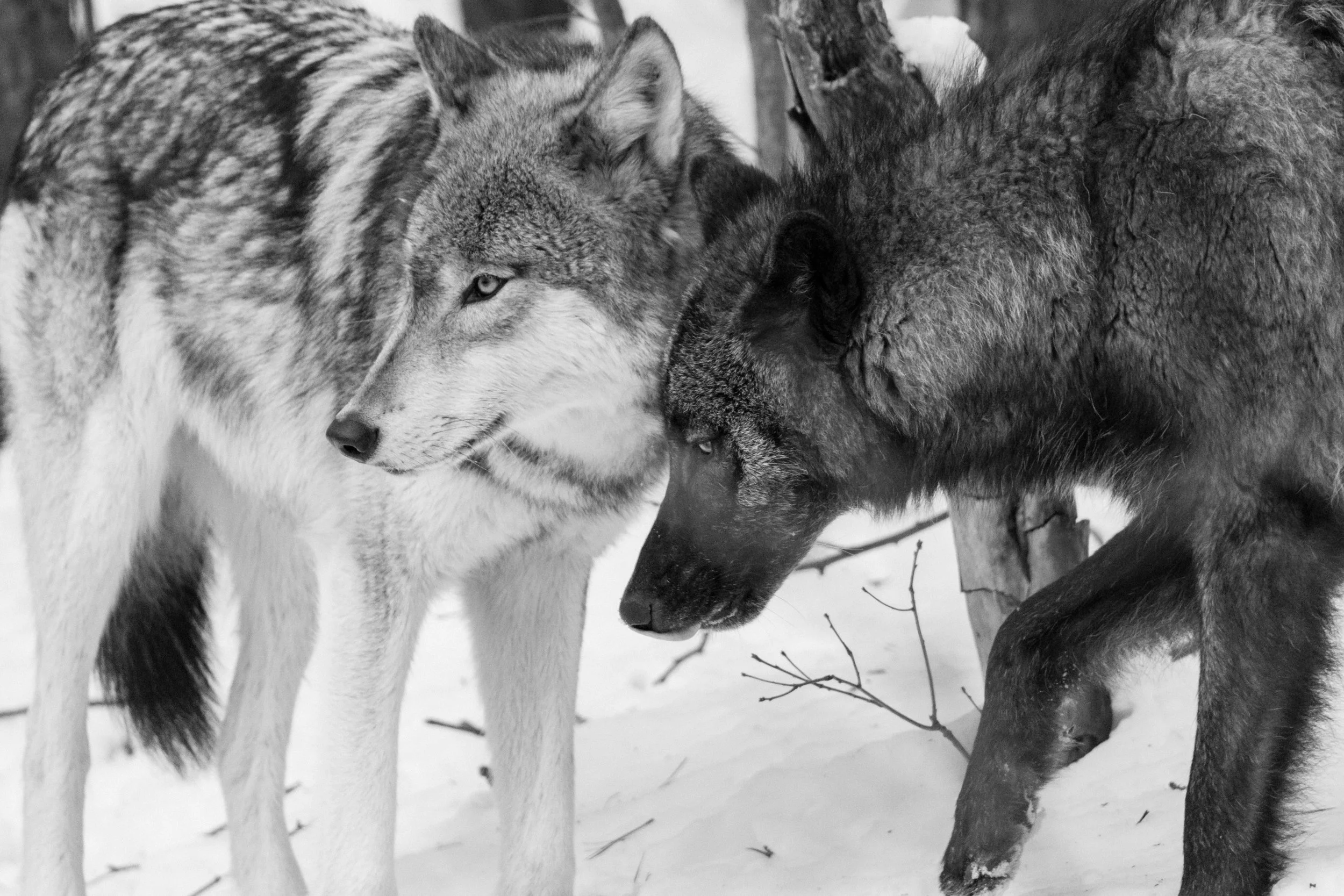 Lakota Wolves-0020.jpg