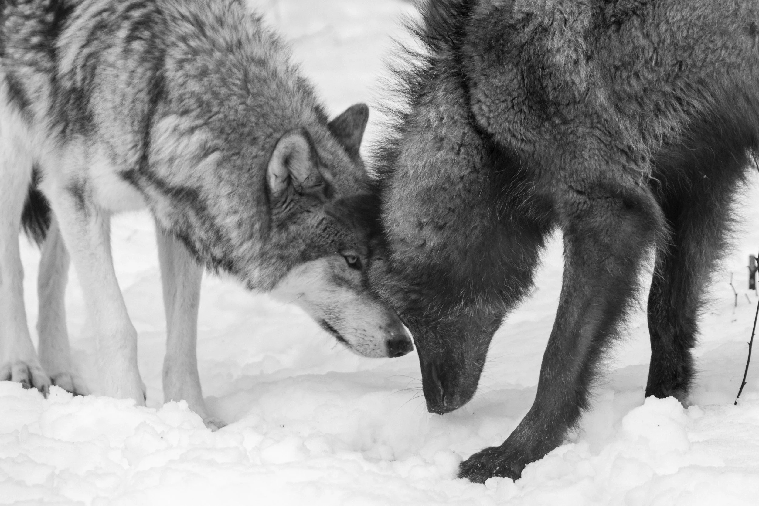 Lakota Wolves-0022.jpg
