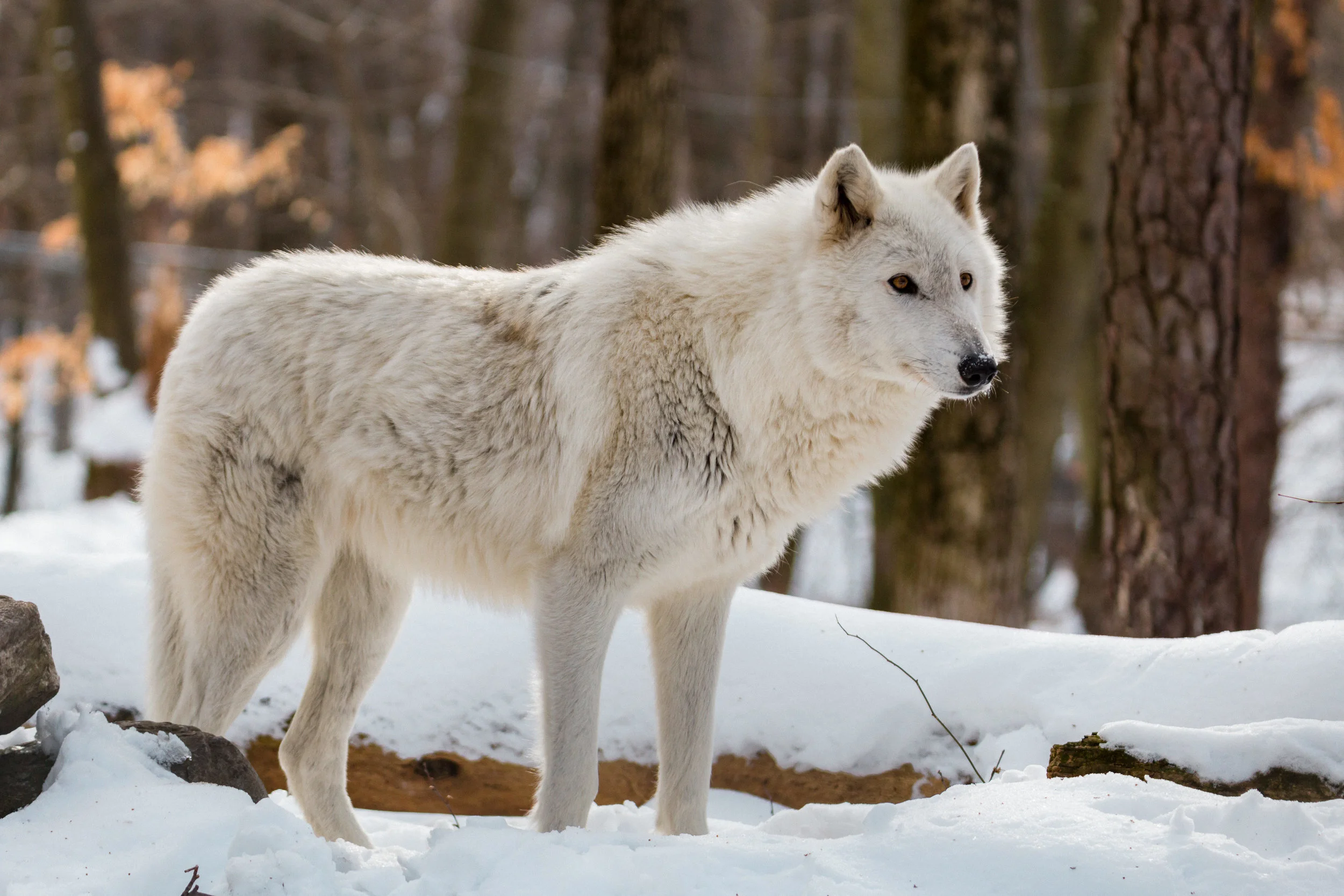 Lakota Wolves-0027.jpg
