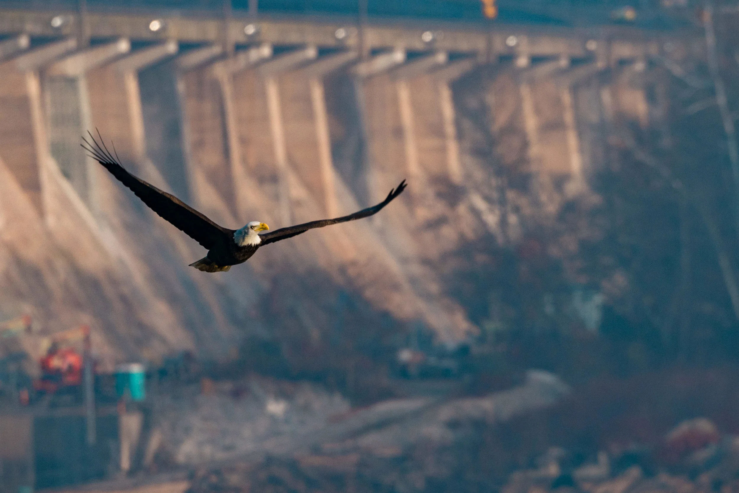Eagles of Conowingo 2017-0014.jpg