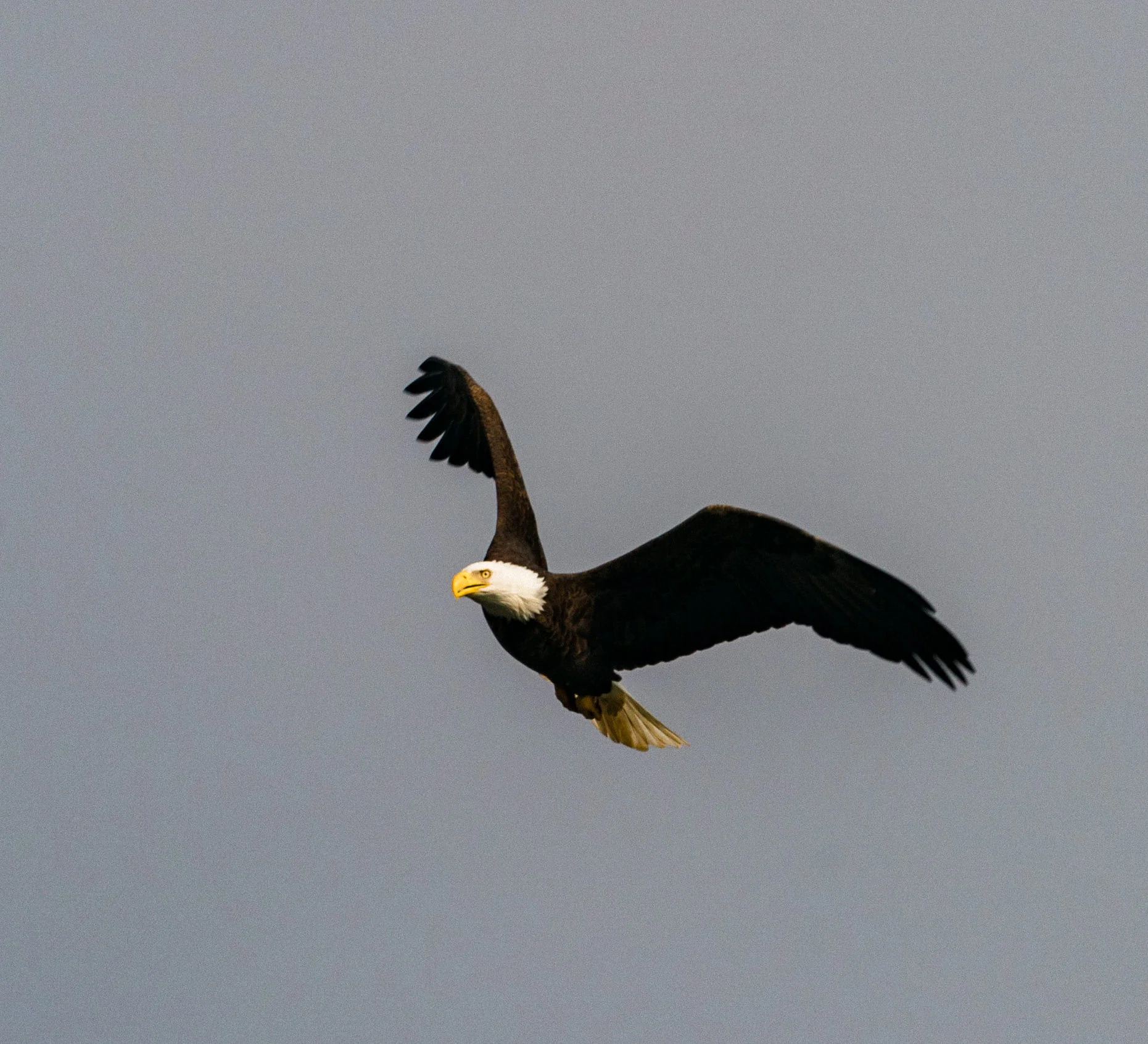 Eagles of Conowingo 2017-0020.jpg