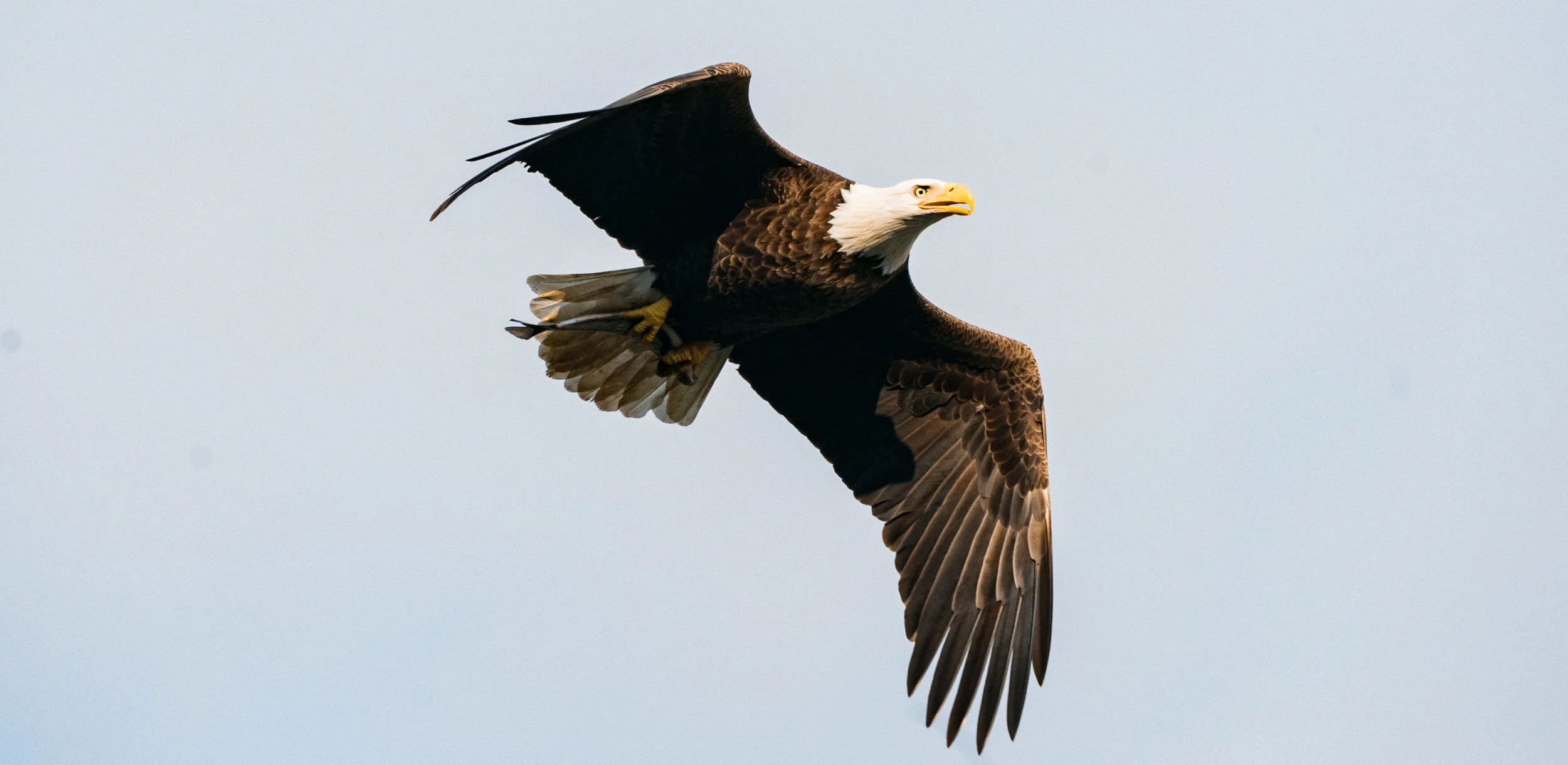 Eagles of Conowingo 2017-0040.jpg