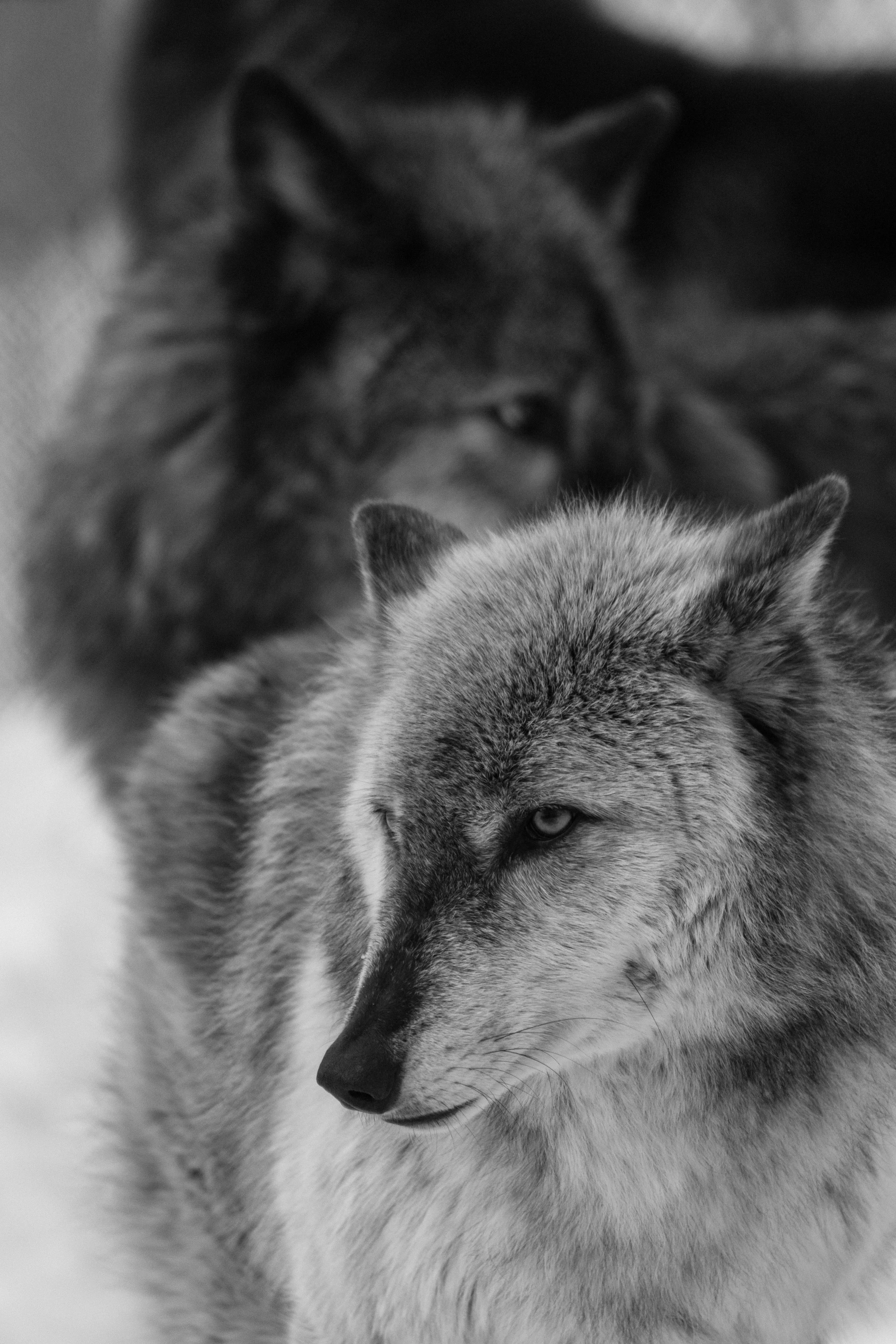 Lakota Wolves-0028.jpg