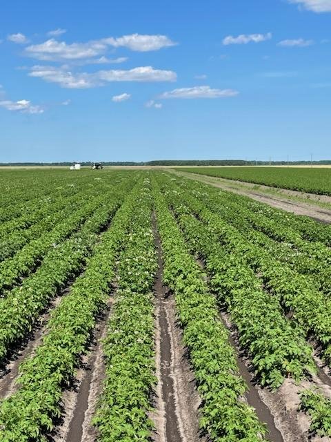 NC trial location mid season