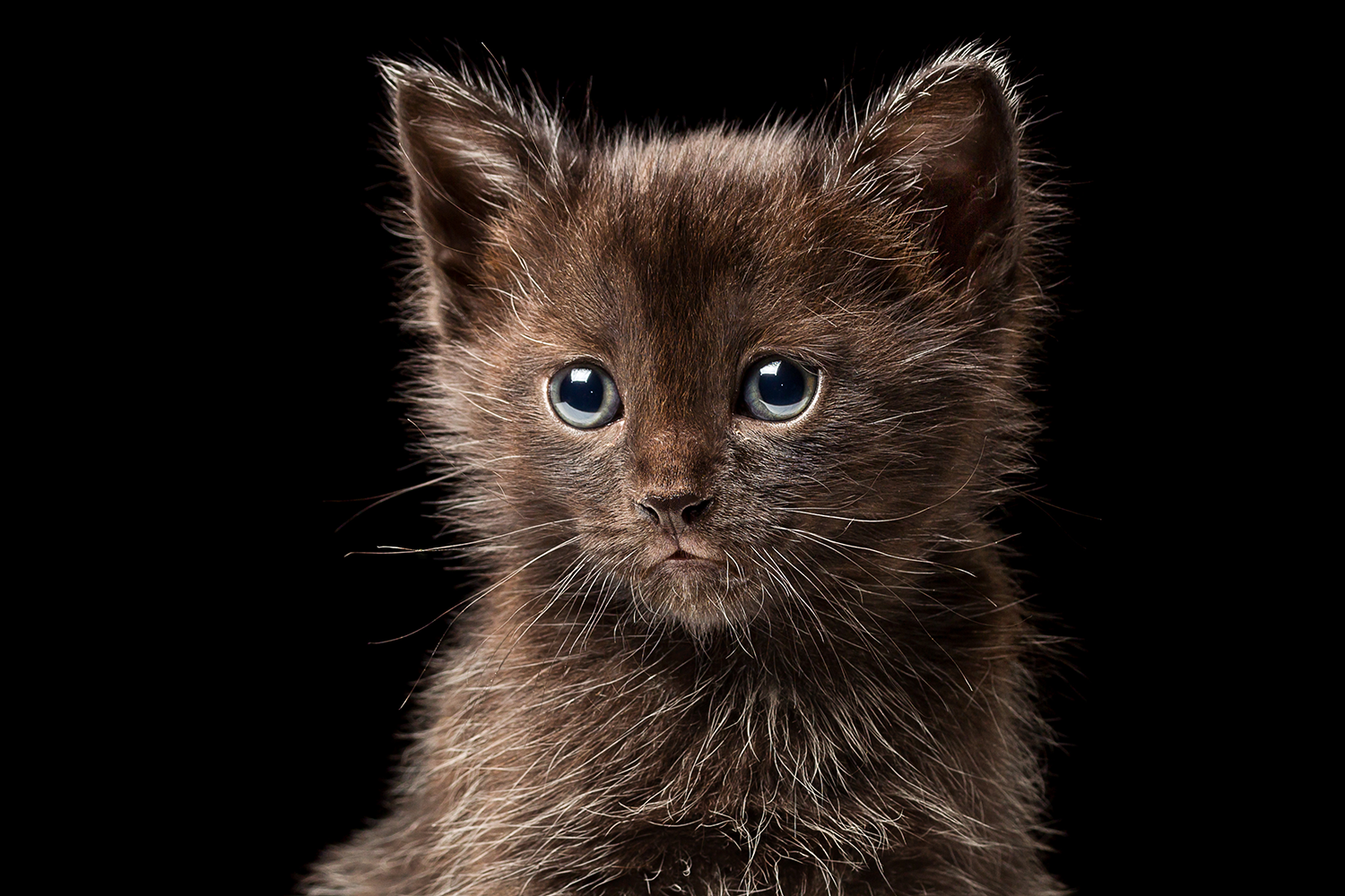 fleckedkitten.png