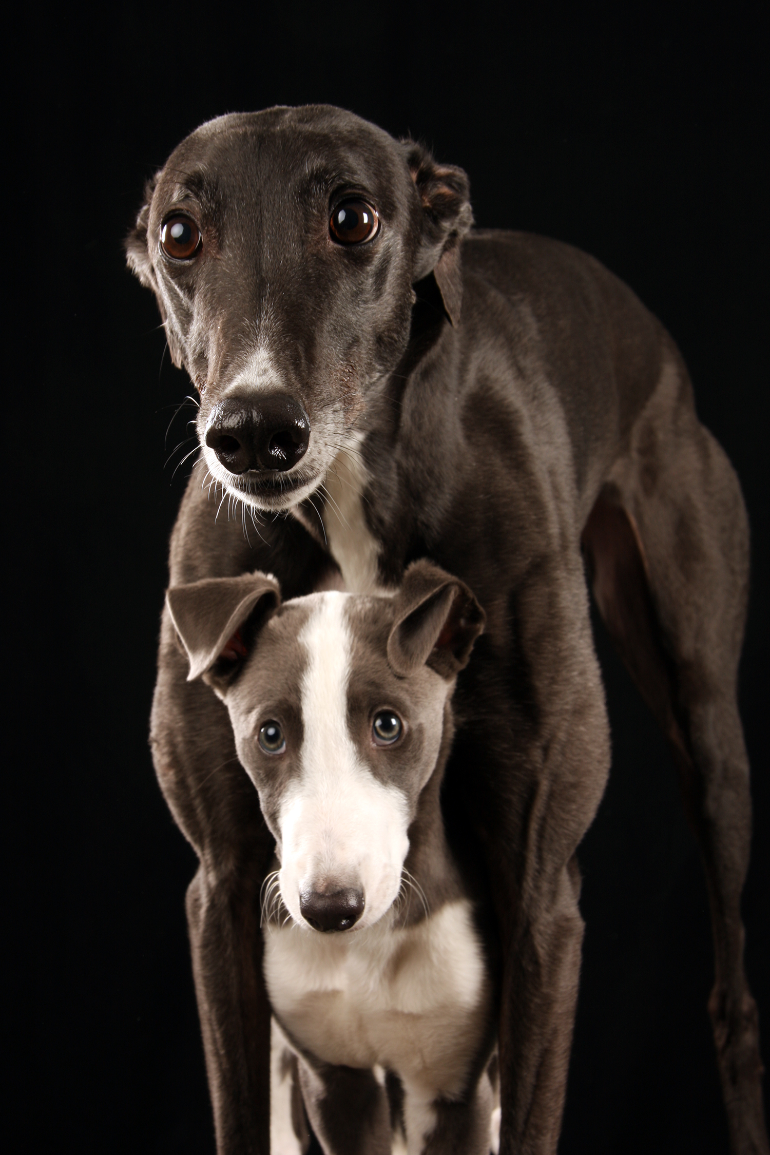 Life blood – can you help?