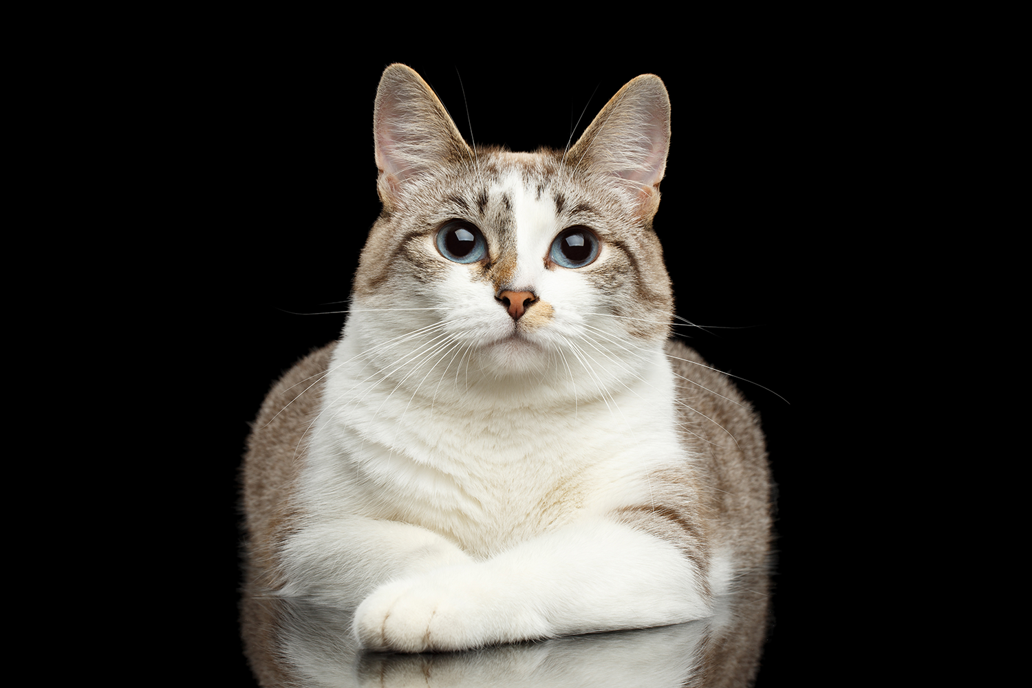 prettycat.png
