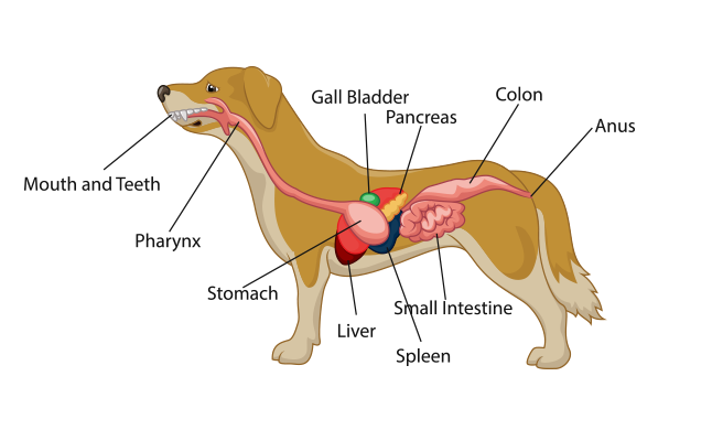 dogdigestive.png