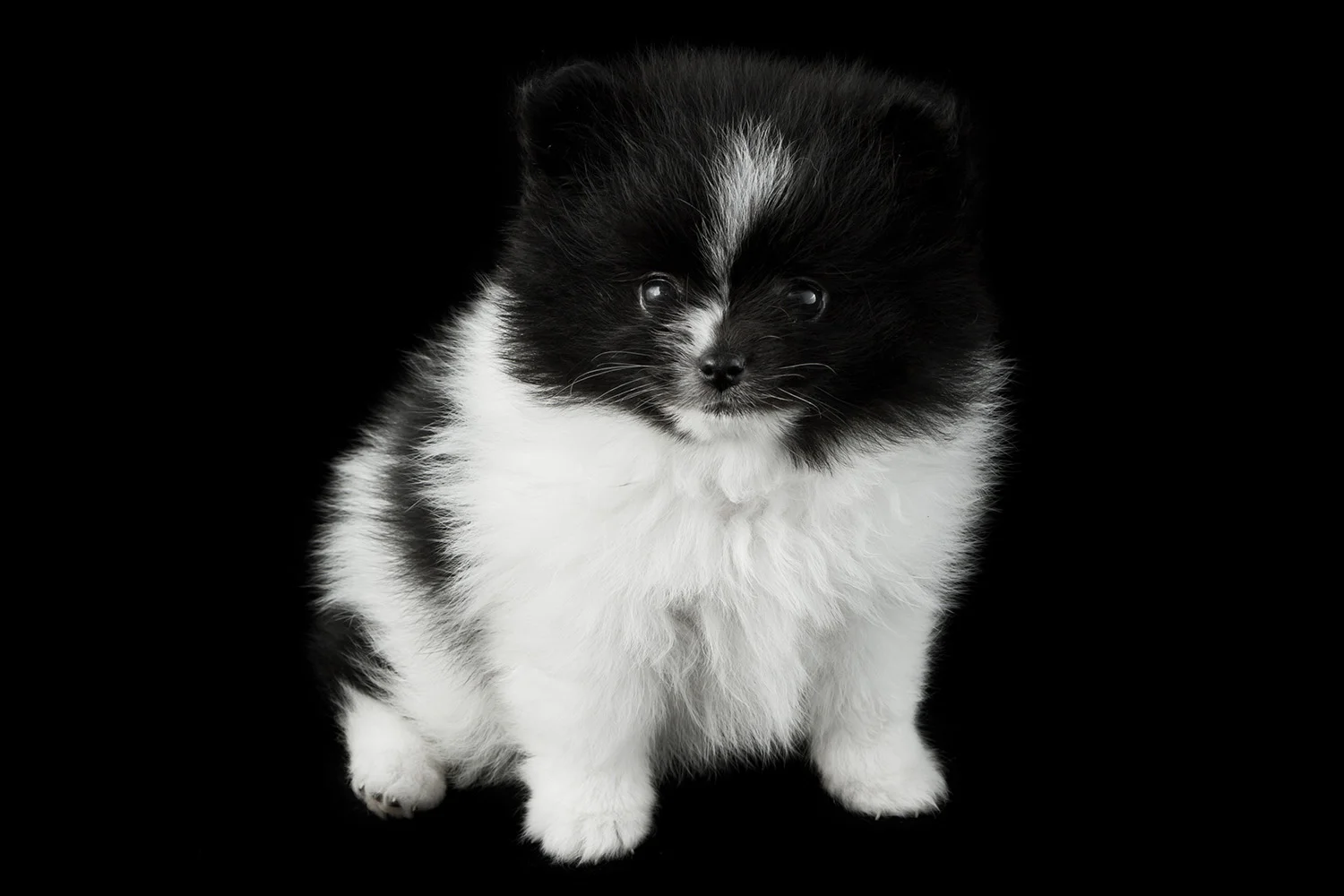 pompup.jpg