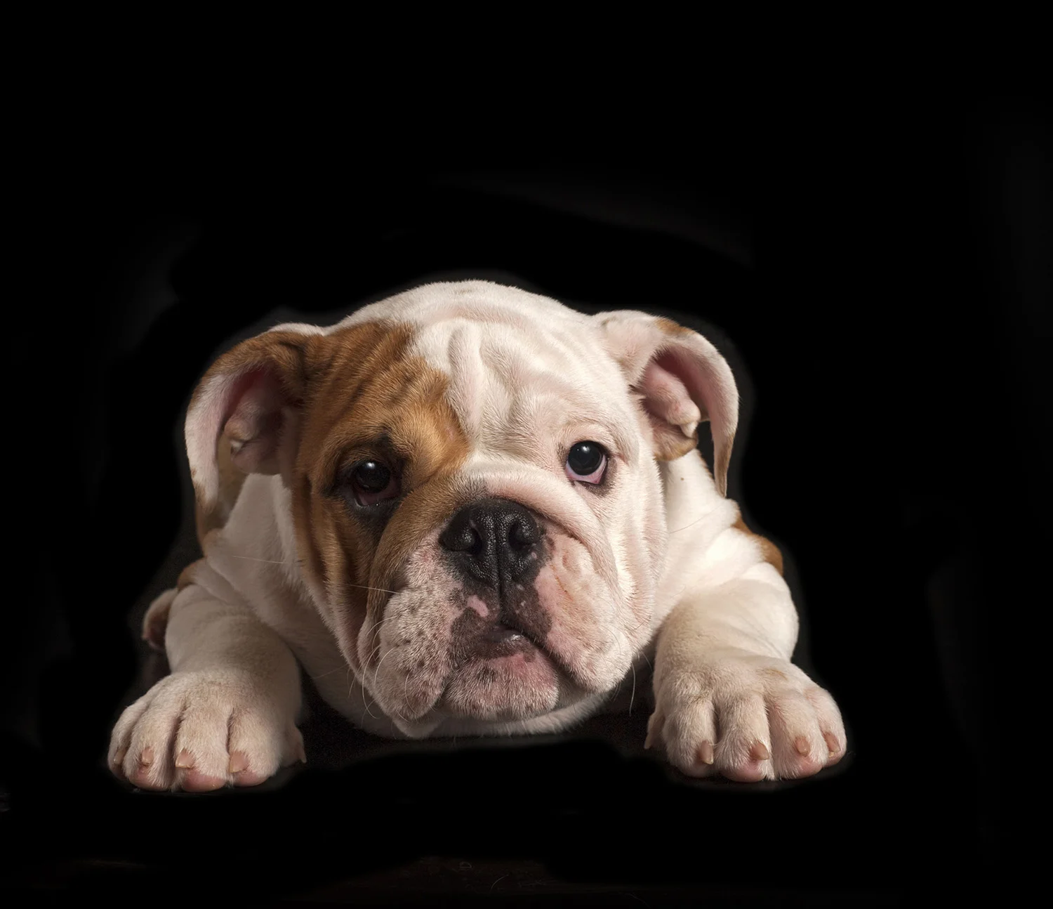 bulldogpup.jpg