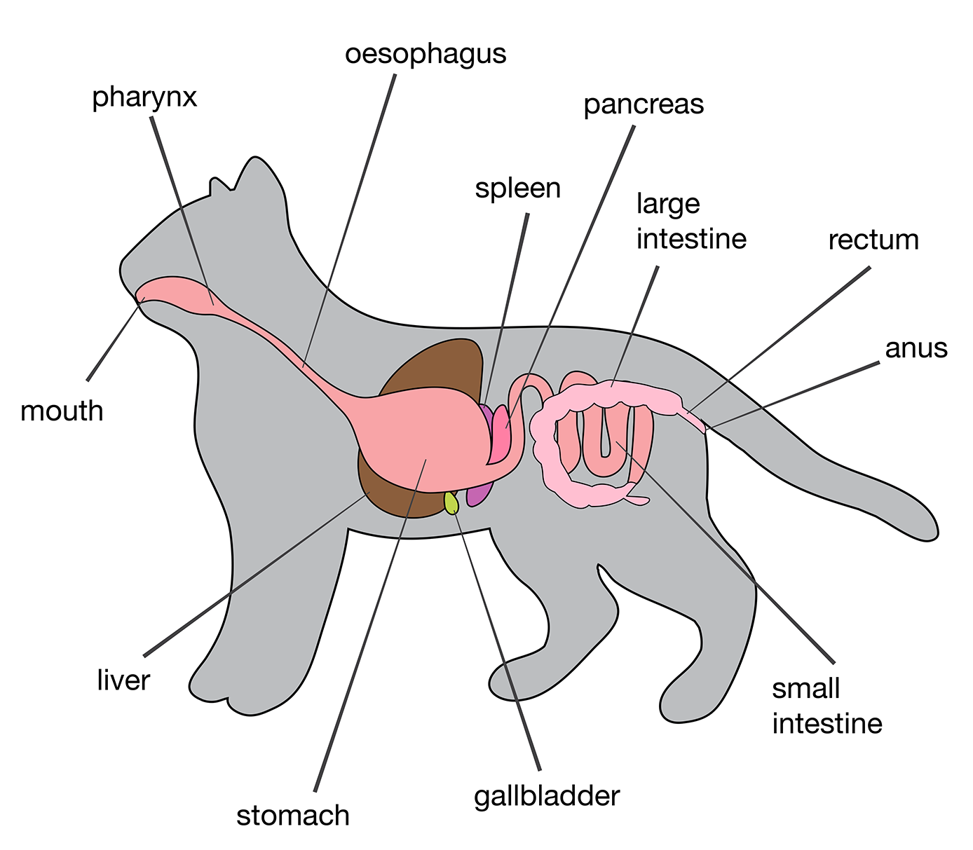 catdigestive.png