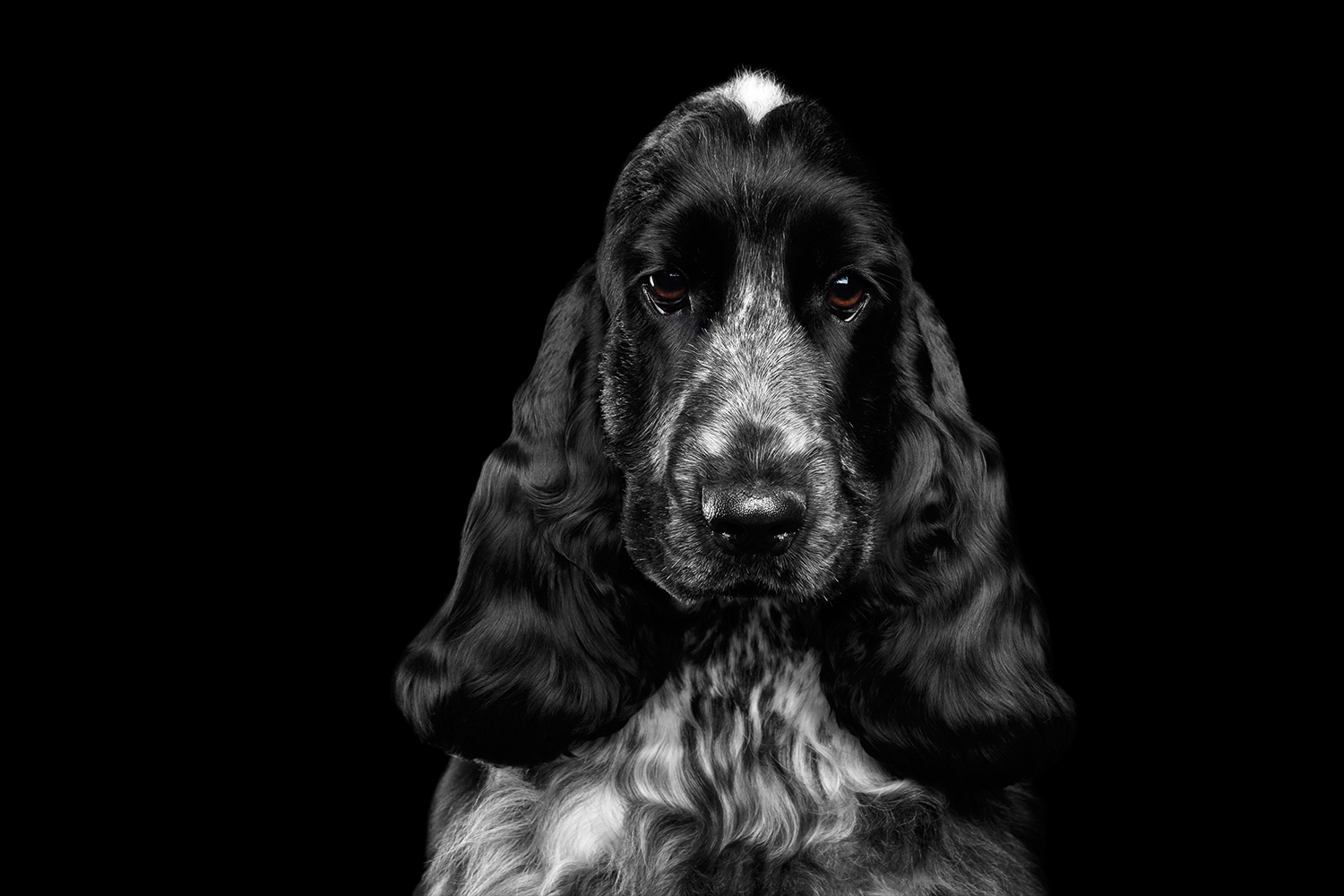 Atopic dermatitis: the itchy dog