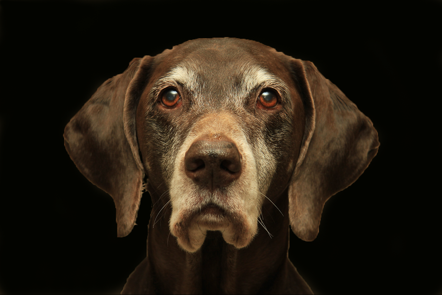 Old dogs: why they go walking at night