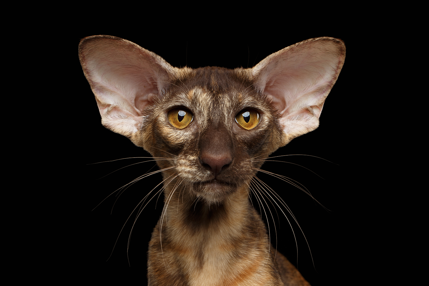 exoticcat.png