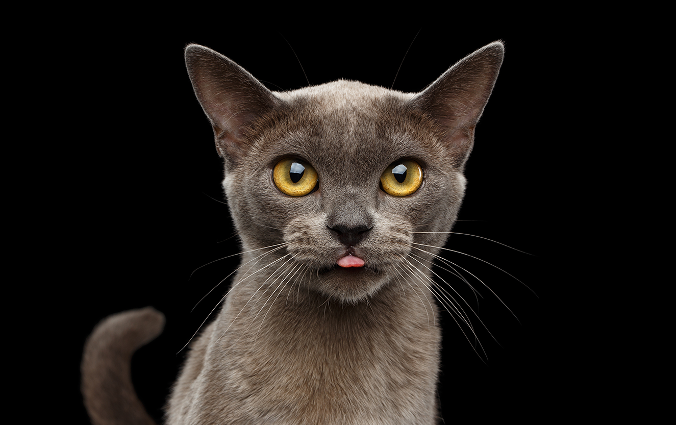 burmesetongue.png