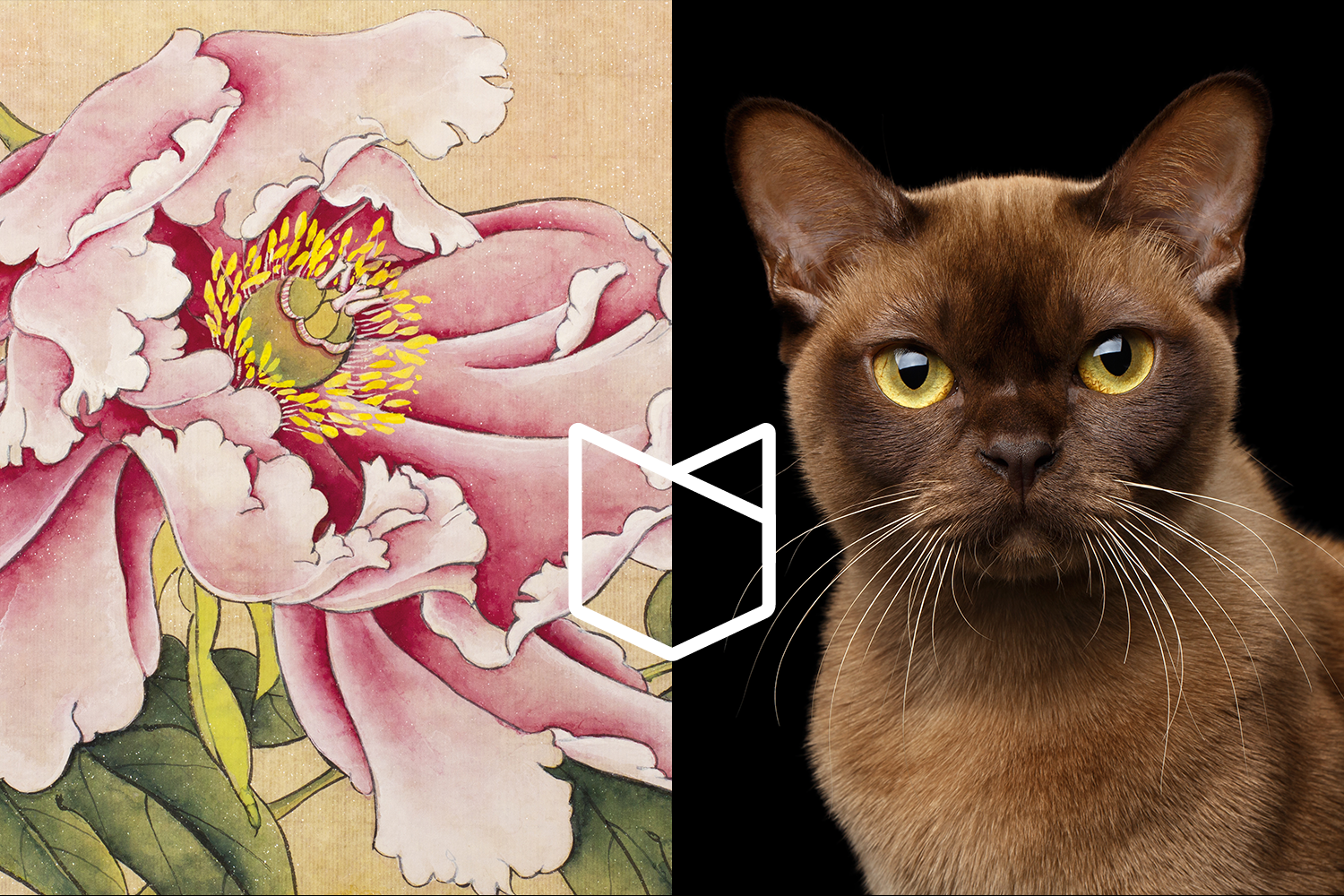 Acupuncture comes to Elwood Vet