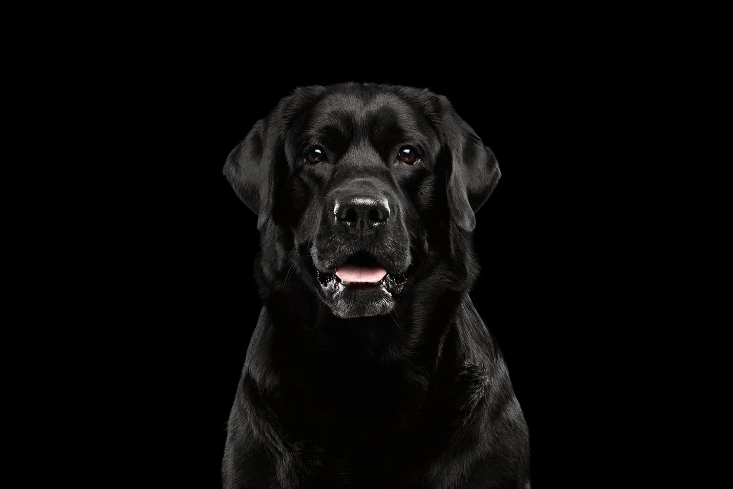 Laryngeal paralysis: is your dog a noisy breather?