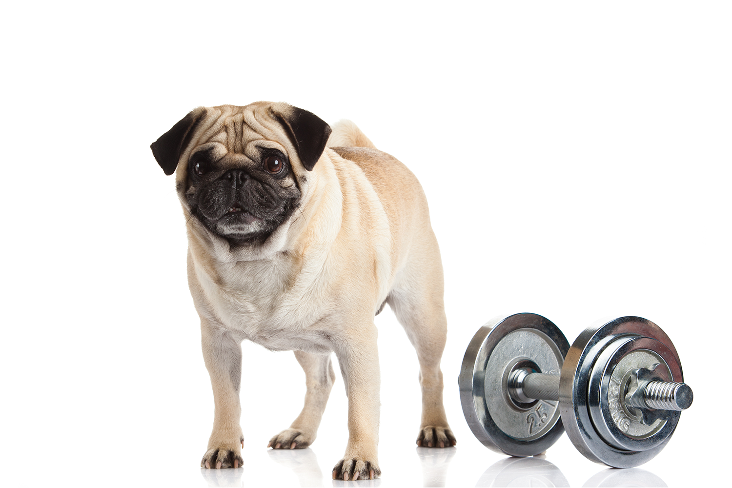 Dog exercise.png