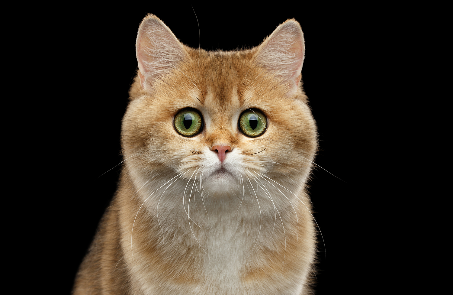 Vomiting in cats: what's normal and what's not