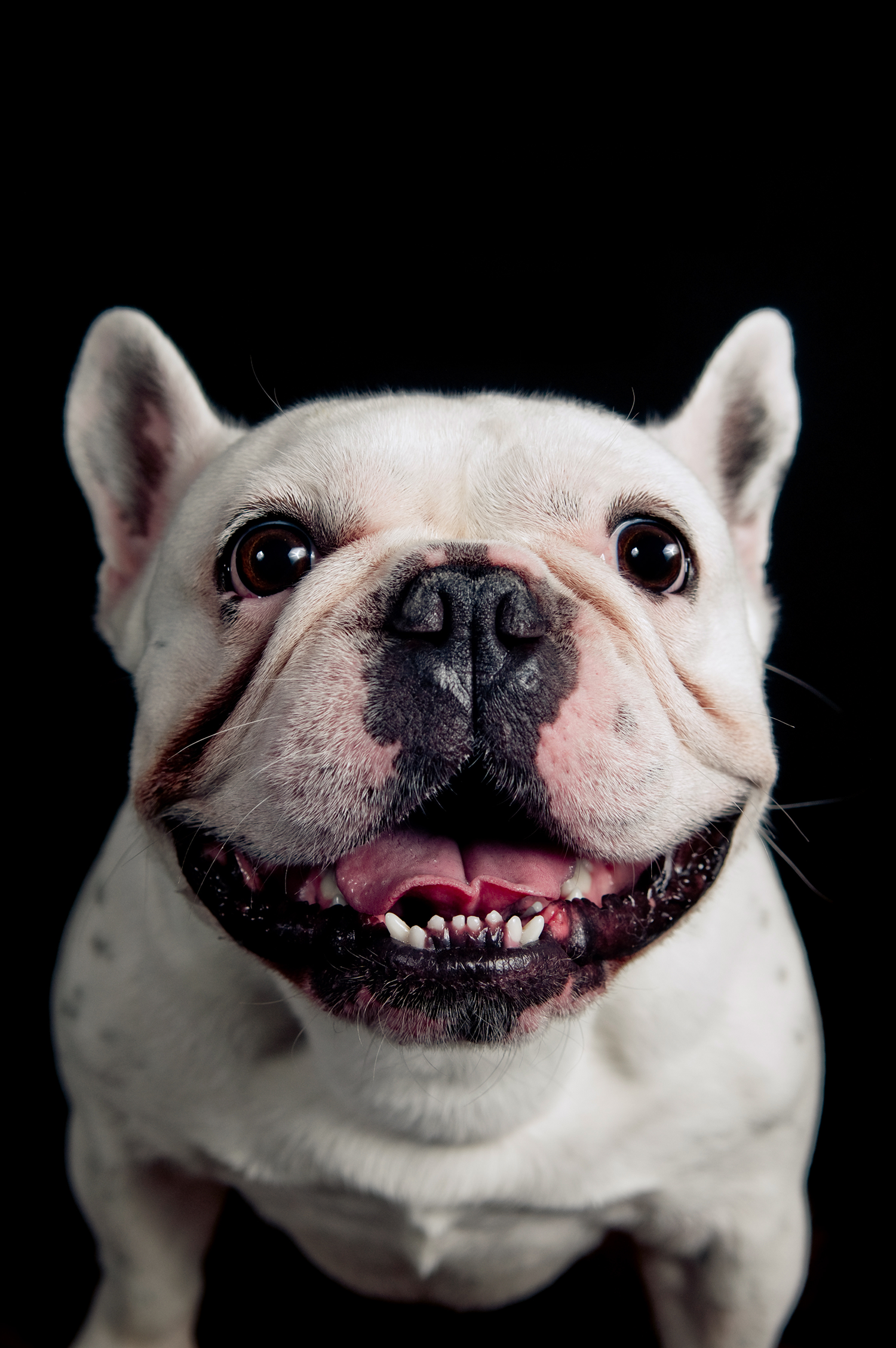 smilingfrenchie.png