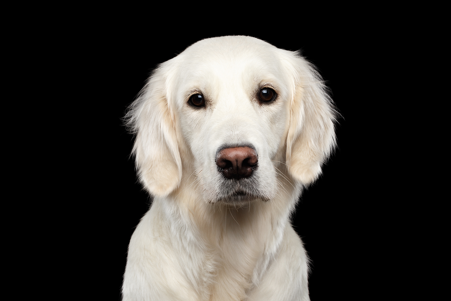 Pet food: which one should you choose