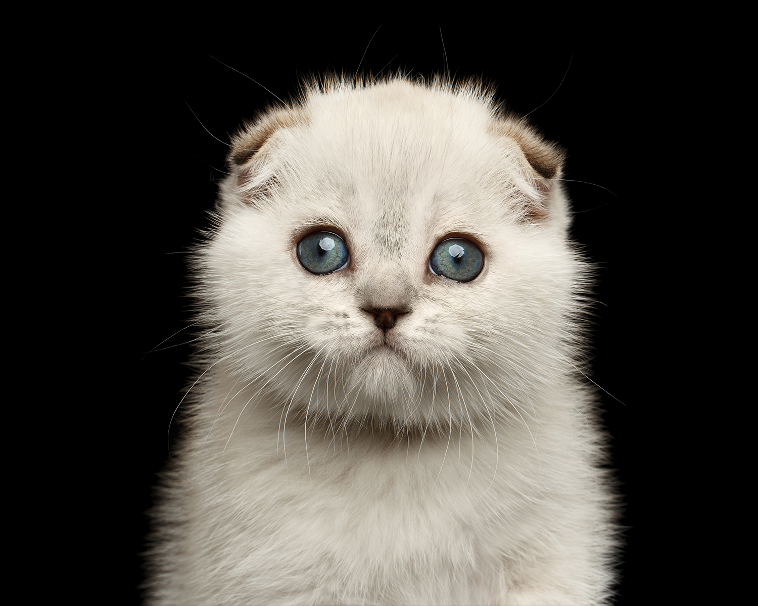 A to Z of kitten care