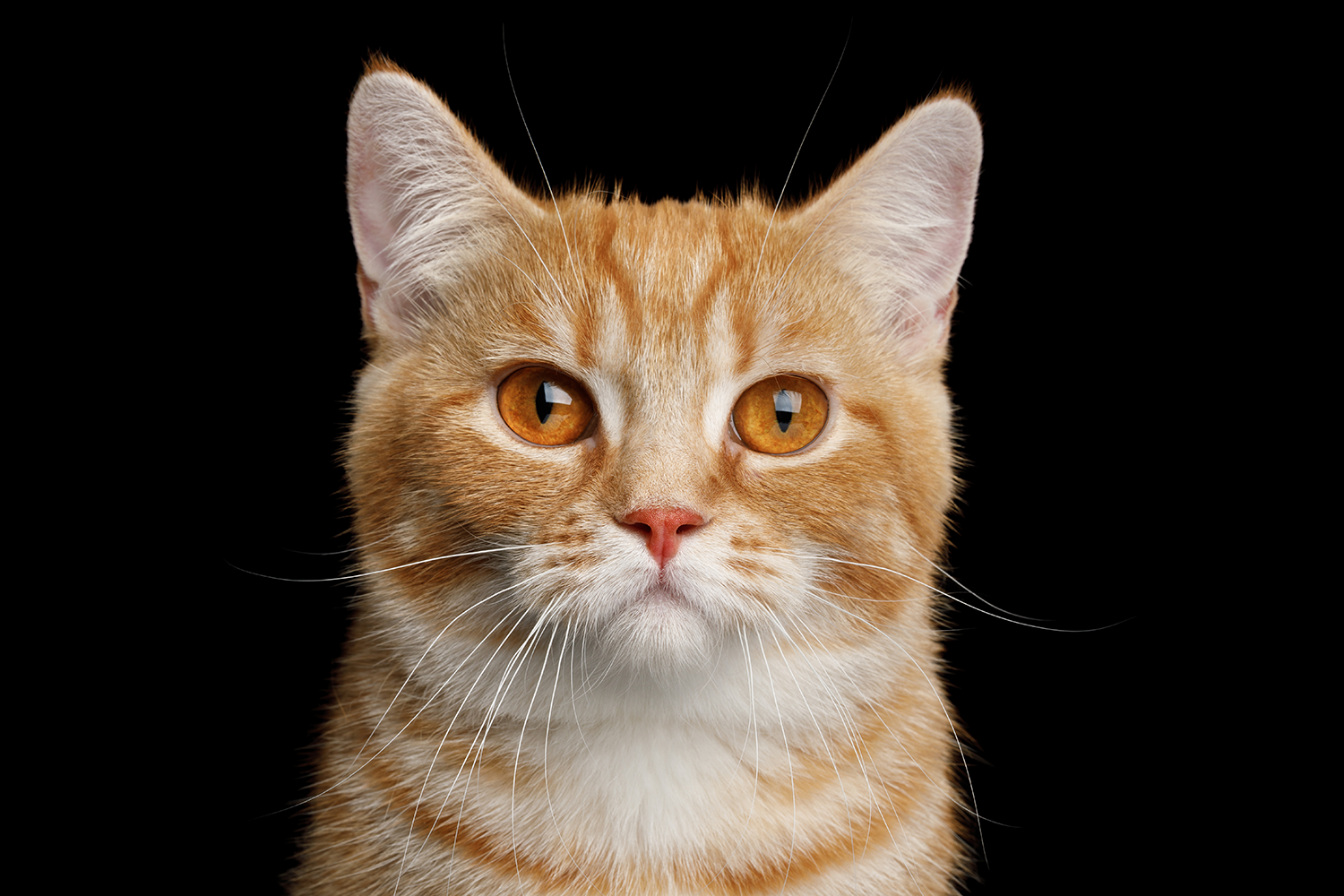 Baby ginger.png