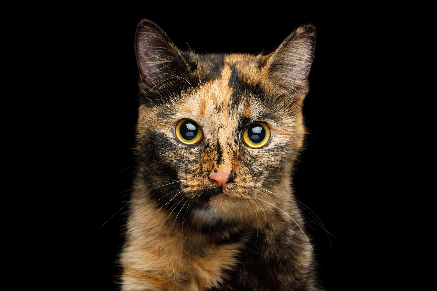 Torti.png