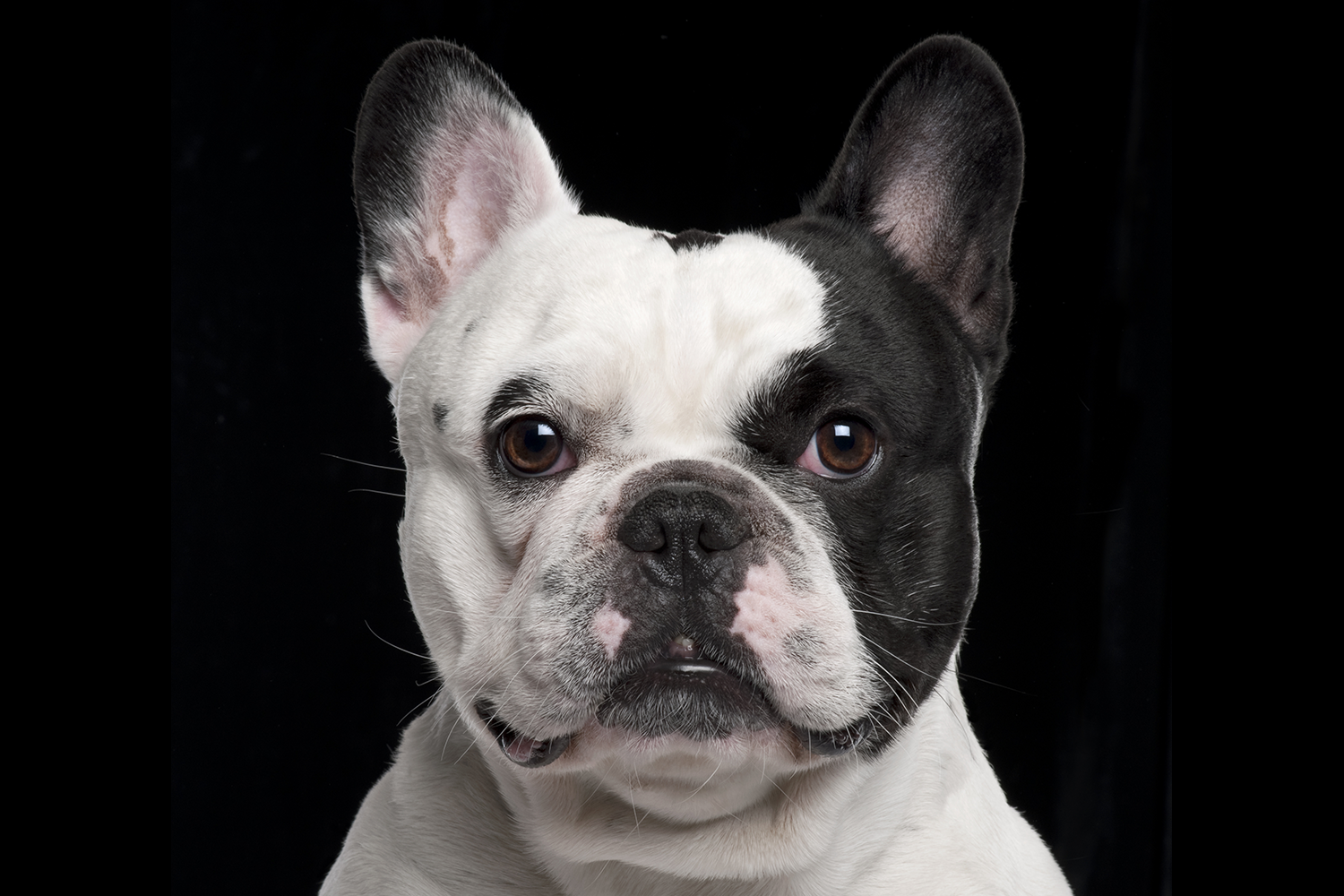 Conjunctivitis: AKA 'goober eye'