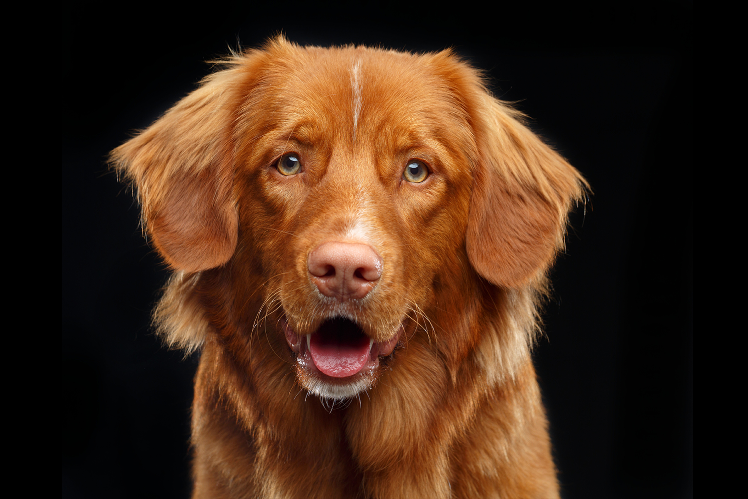 Diabetes: Yes, dogs get it too