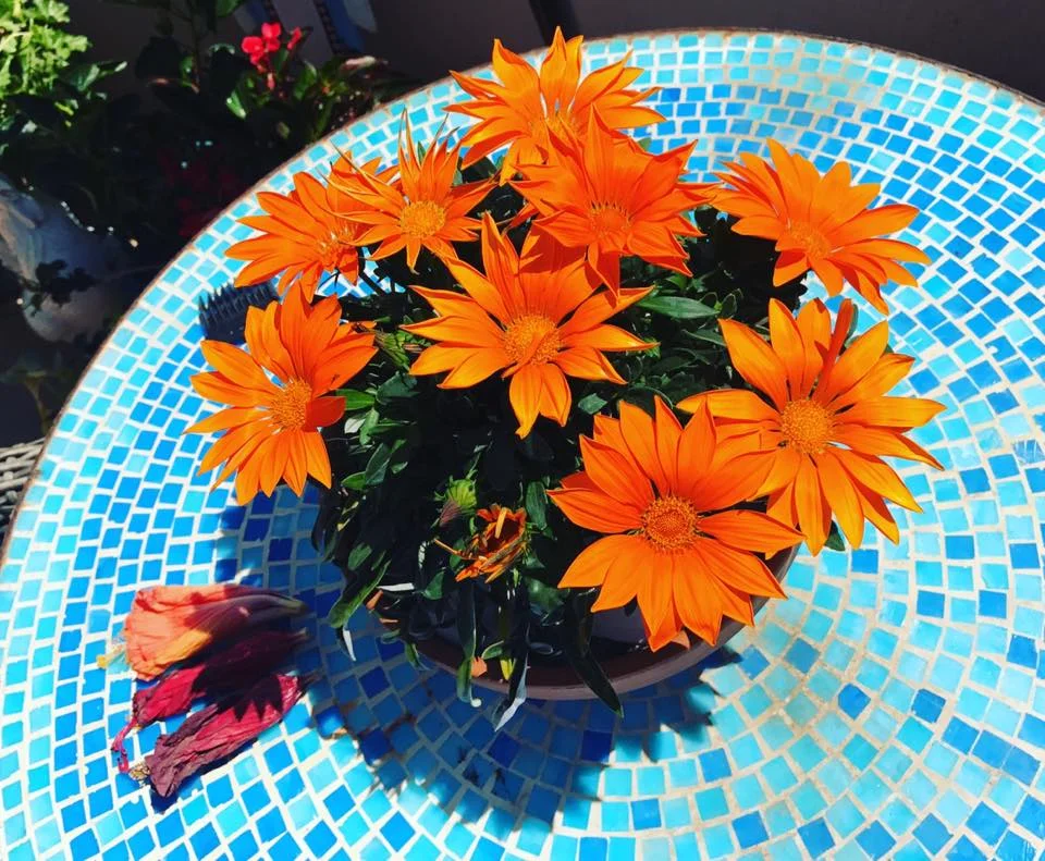 This morning I woke up to my orange daisies blooming on fire. I love them so much. They brought joy to my day and I wanted to share them with you.