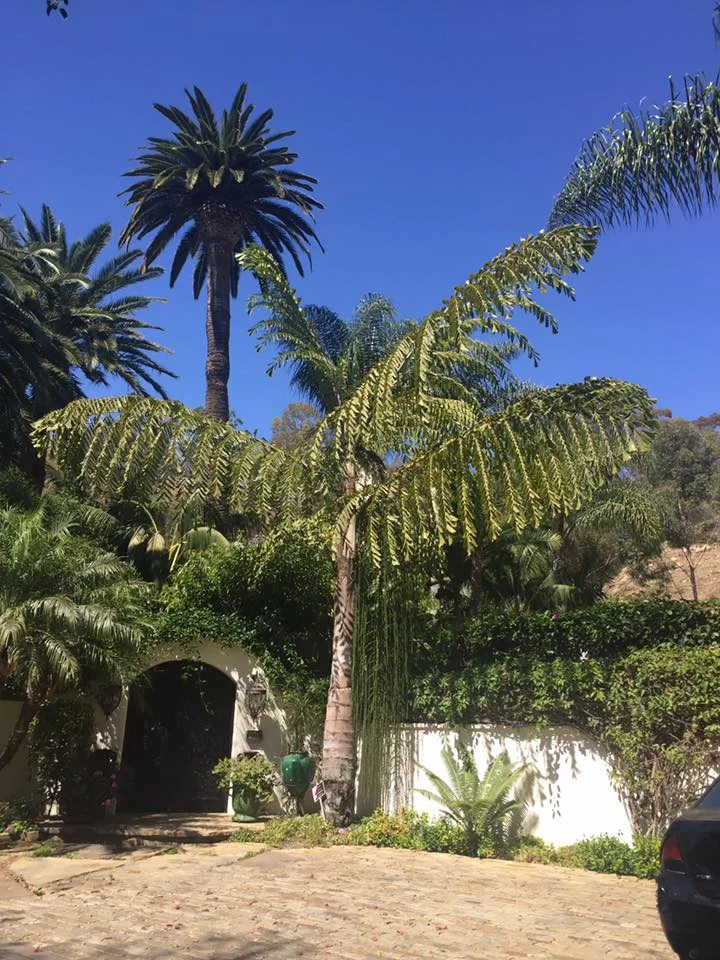 The Secret Garden of Serra Retreat