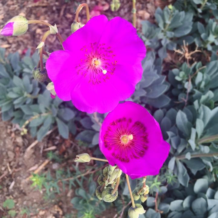 Bursts of Desert Colour