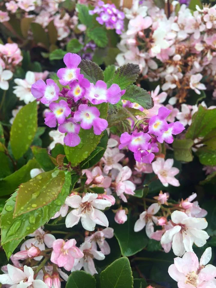 Stop and Smell the Lantana