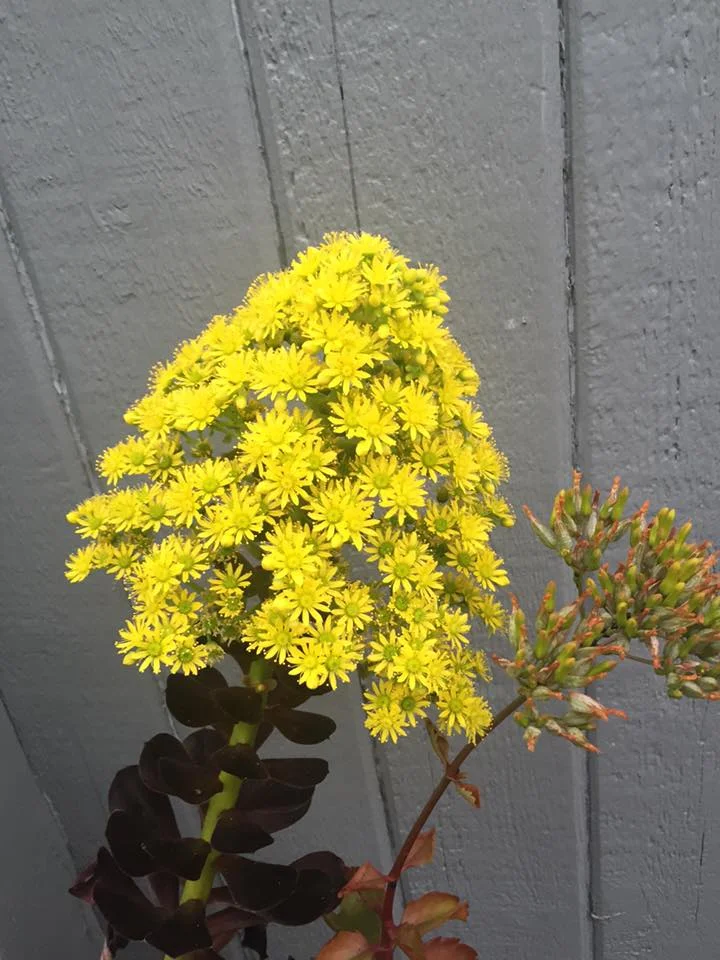 Bold Bursting Blooms of the Succulents 