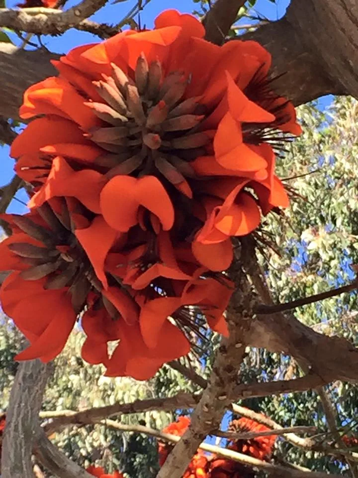 Coral Trees in Southern California