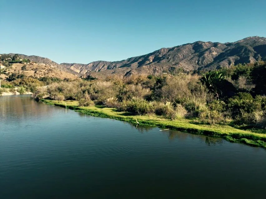 White Egrets and Blue Heron