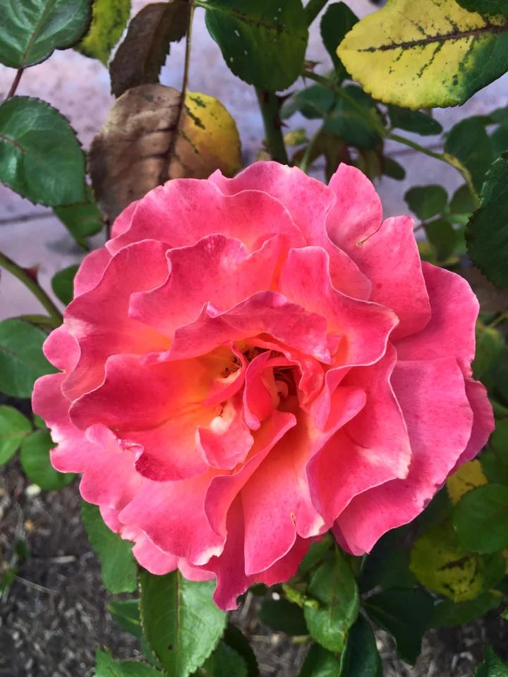 Stop and Smell the Roses