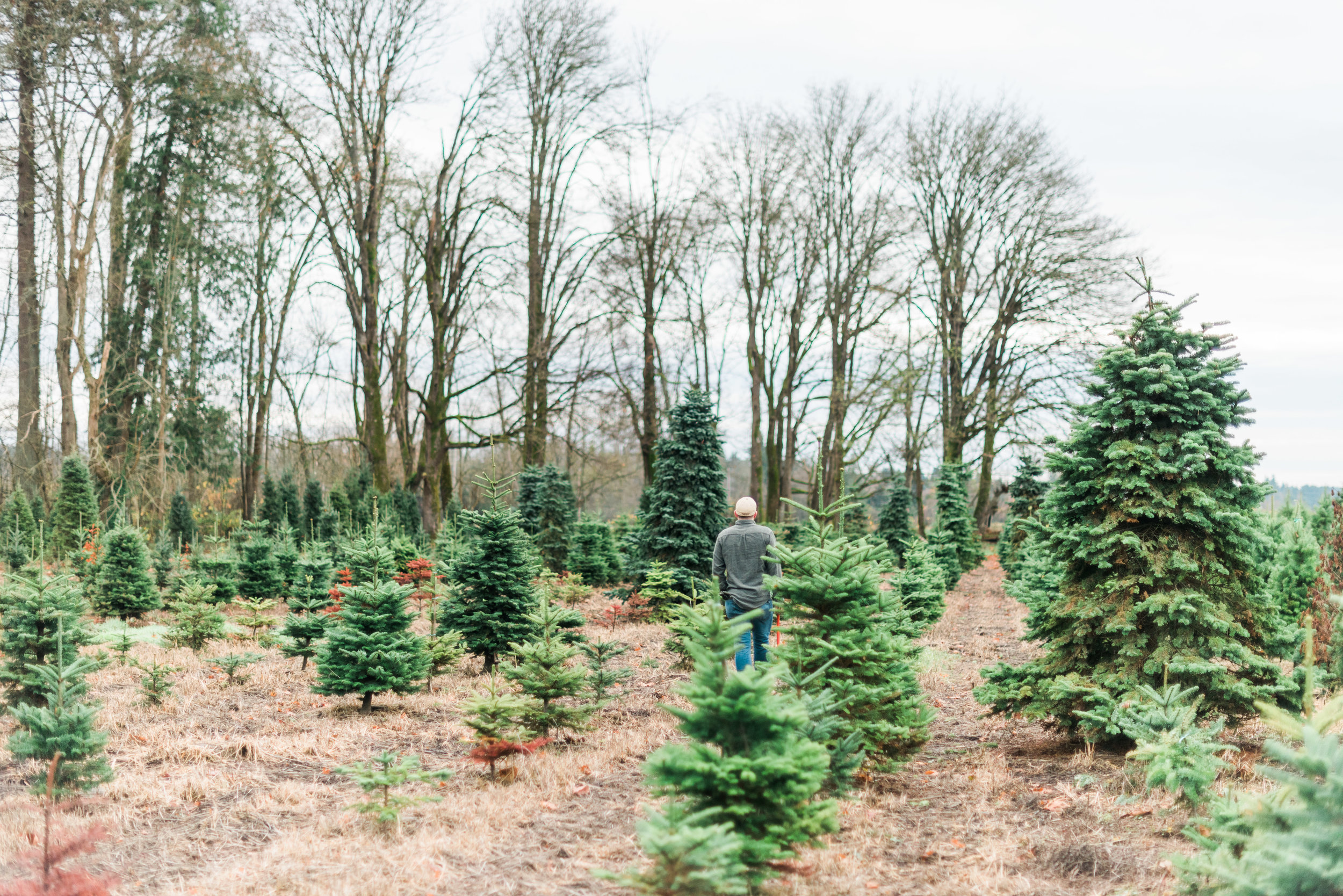 Brooke Summers Photography | The Great Christmas Tree Hunt