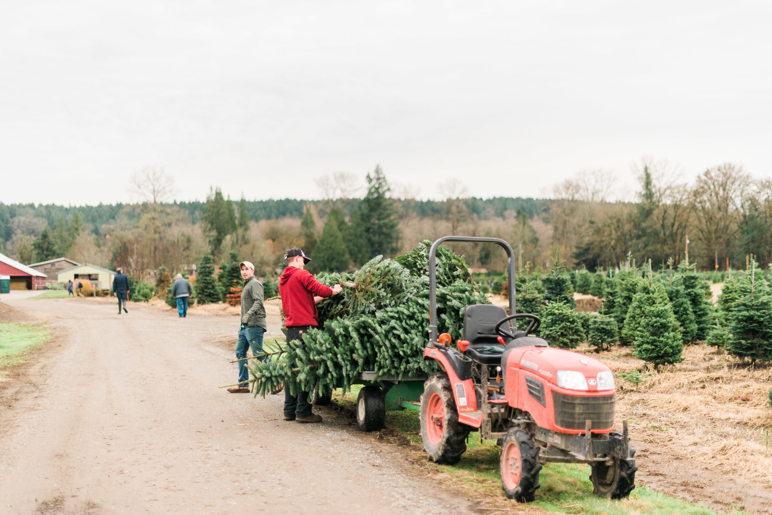 Brooke Summers Photography | The Great Christmas Tree Hunt