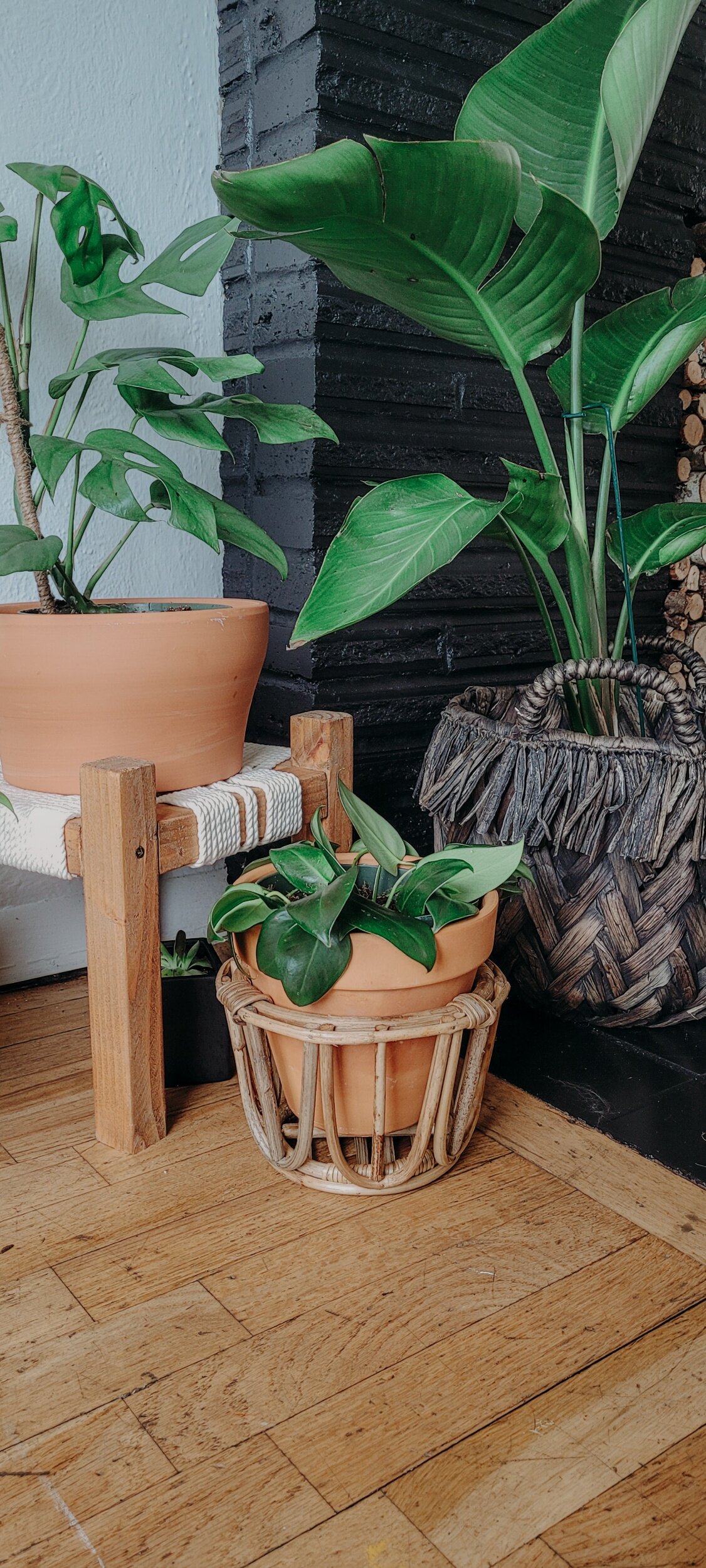  Brooke Summers Photography | Ways to display your plants other than a pot 