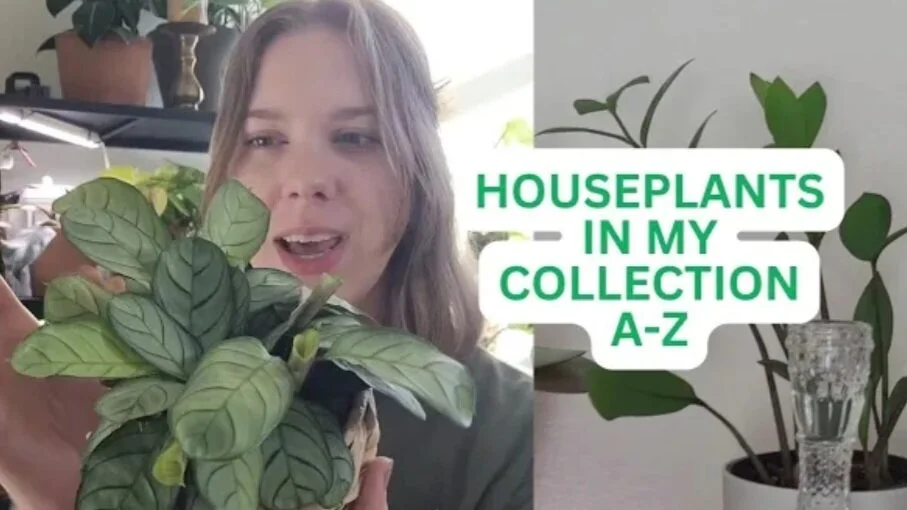 Houseplants in My Collection A-Z