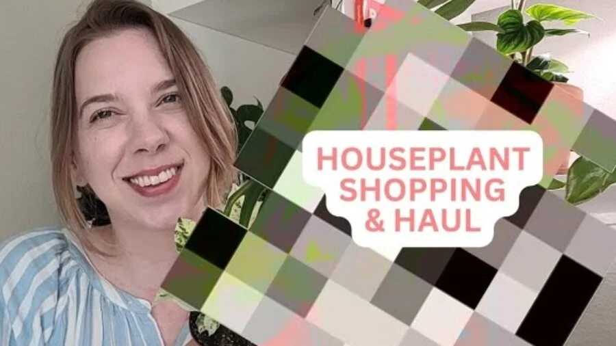 Houseplant Shopping in Dallas, TX | Three stores, hundreds of houseplants!