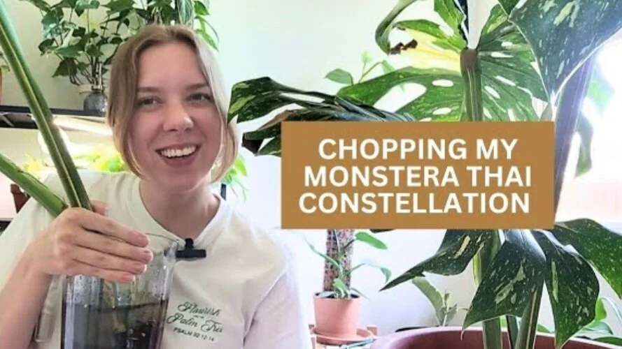 Chopping &amp; Propagating my XL Monstera Thai Constellation
