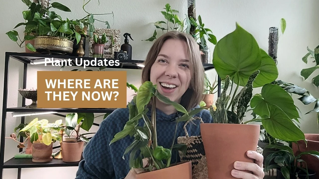 Plant Updates! Where Are They Now? | Philodendron McDowell, Plowmanii, String of Dolphins &amp; Optunia