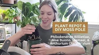 Plant Repot &amp; DIY Moss Pole | Philodendron Billietiae, Jose Buono, Mamaei, &amp; Anthurium Clarinervium