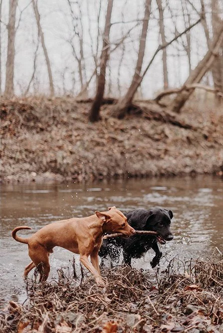 Shabba &amp; Chief