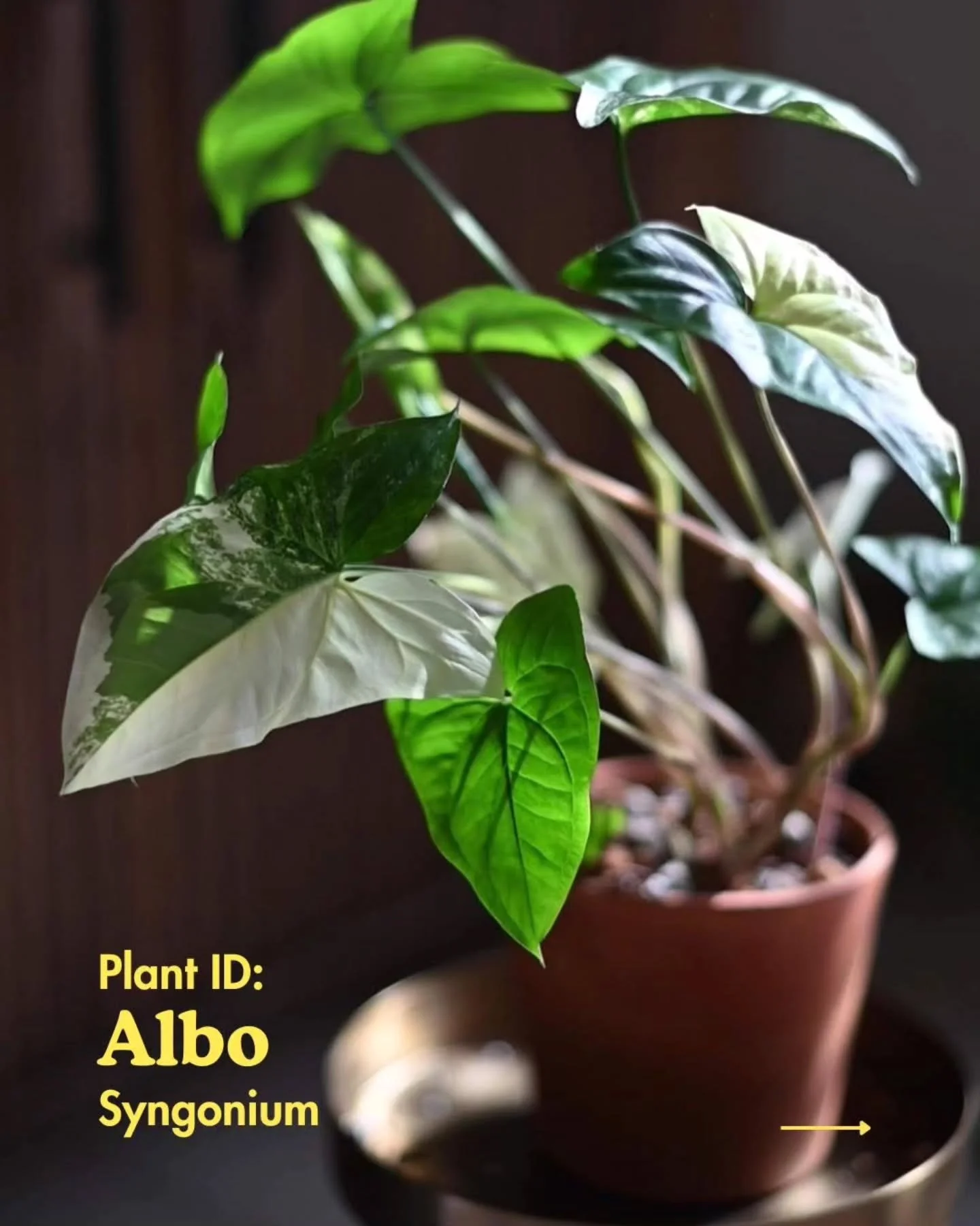 Rare plant alert! 🪴 Or at least nowdays, uncommon plant alert. This was the first rare plant I saw back in 2019 and could not wait to own! That is if I could find it... This plant was very difficult to find up until 2023 actually. I found it at a ra